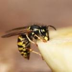 مكافحة الدبابير في الصيف: حماية حديقتك ومنزلك