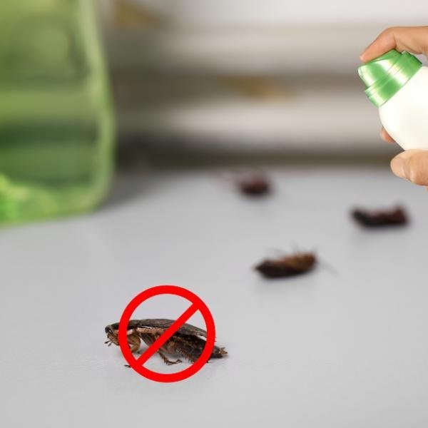 خبير يقوم بـ مكافحة الصراصير باستخدام مبيد آمن وفعال