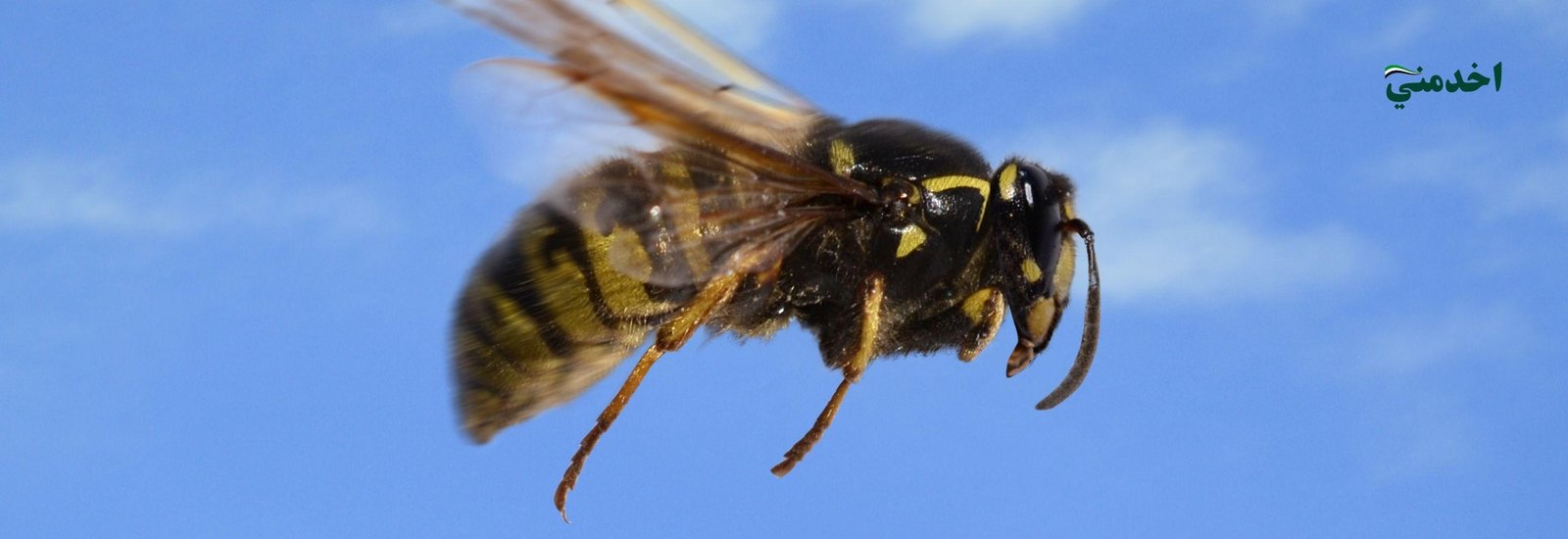 Queen Wasp